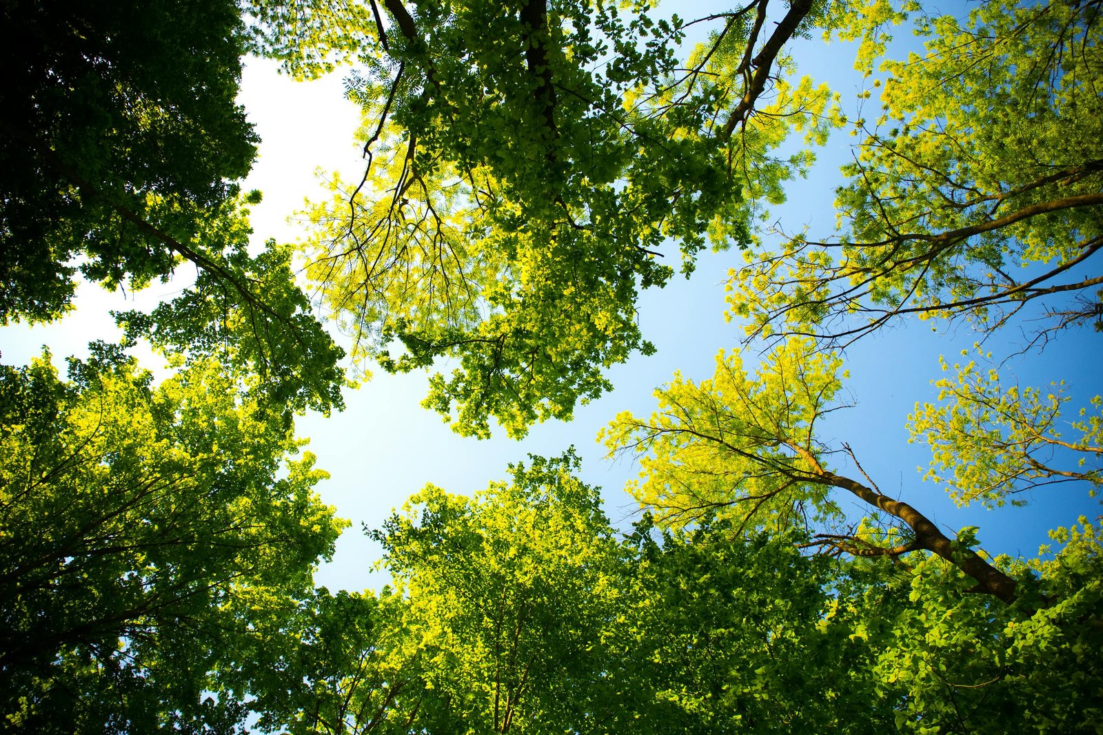 Looking up through vibrant green tree canopy with blue sky. Perfect for nature and outdoor themes.